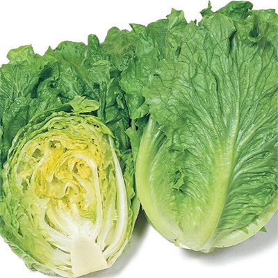 レタス リバーグリーン