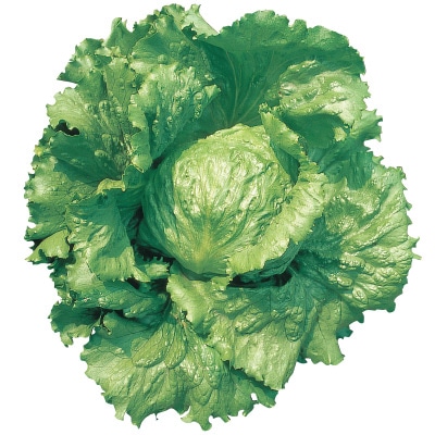 レタス  キングクラウン