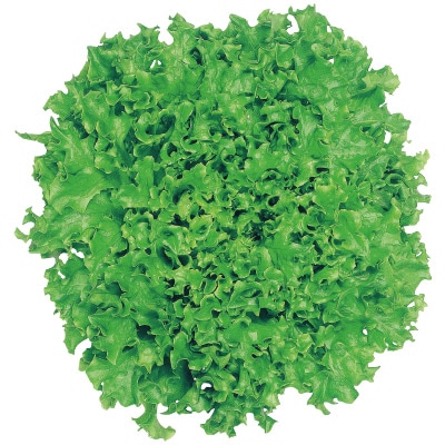 フリルレタス フリンジーグリーン