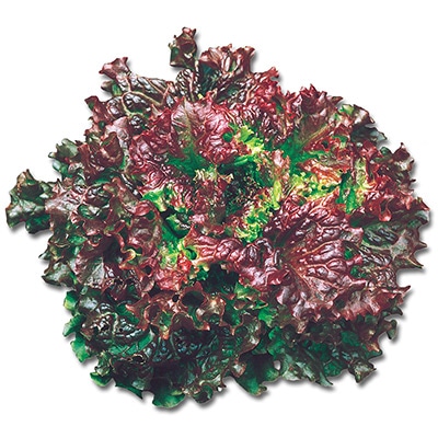 レタス  リーフレタス レッド