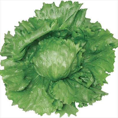 レタス ツインセット