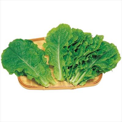 チマ・サンチュ 青かきチシャ