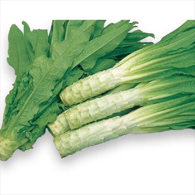 茎レタス ケルン