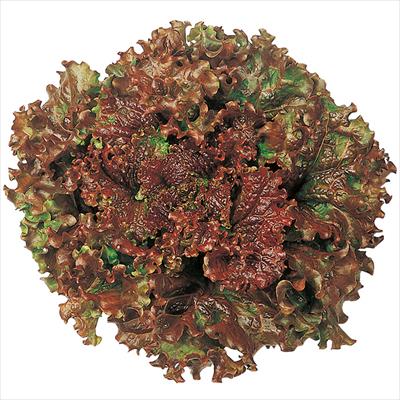 レタス にしなべに