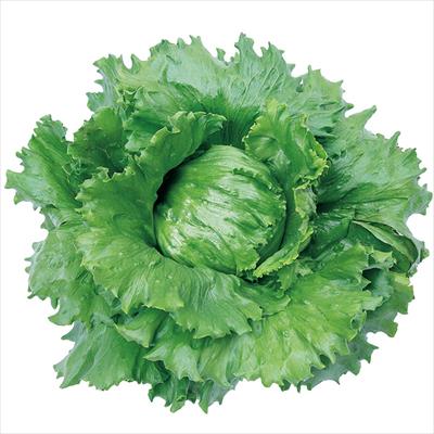 レタス ブルラッシュ