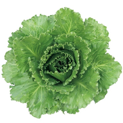 レタス グリーンウォール