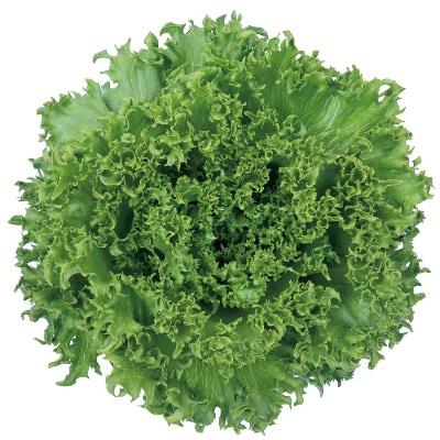 レタス バイシクル