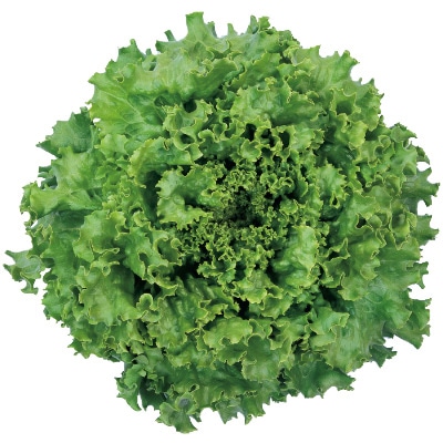 レタス オーバーヘッド