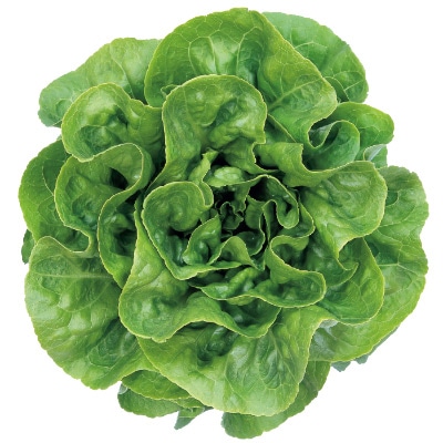 レタス グリーンループ
