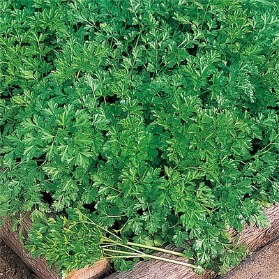 ハーブ イタリアンパセリ