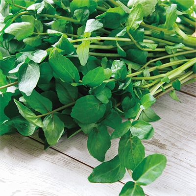 ハーブ クレソン（ウォータークレス）