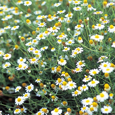 ハーブ ジャーマンカモミール