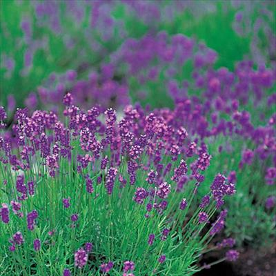 ハーブ ラベンダー