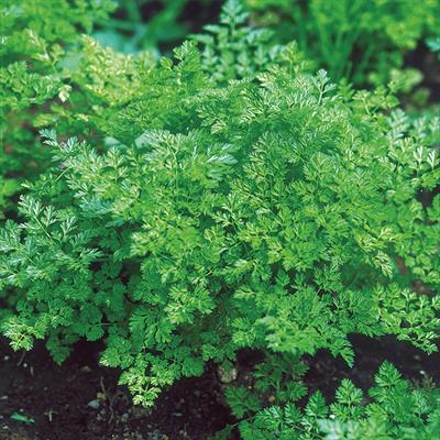 ハーブ チャービル（セルフィーユ）