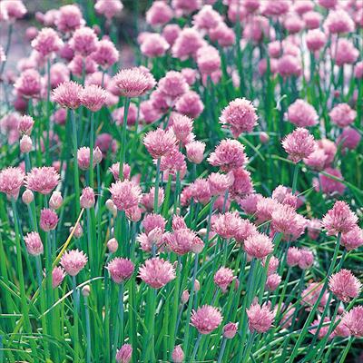 ハーブ チャイブ