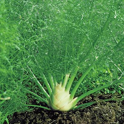 ハーブ フェンネル