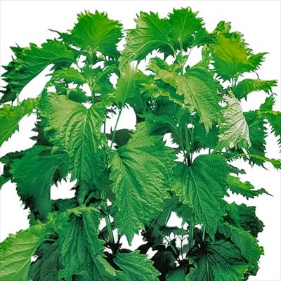 青ちりめんしそ