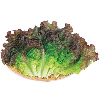 チマ・サンチュ 赤葉チマ・サンチュ