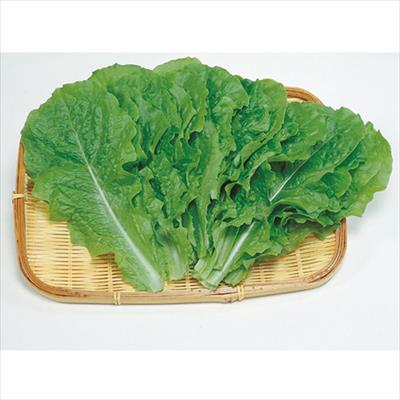 チマ・サンチュ 青かきチシャ