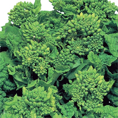 ハナナ  早春なばな