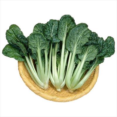 ツケナ 三景雪菜