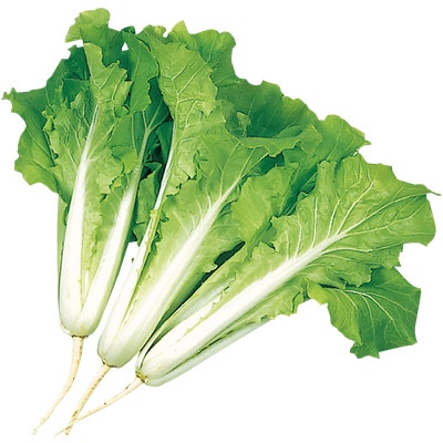 ツケナ はまみなとべかな