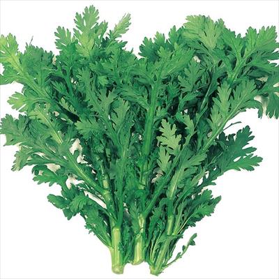 シュンギク さとゆたか