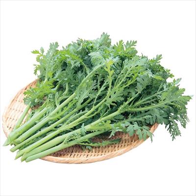 シュンギク スティックシュンギク