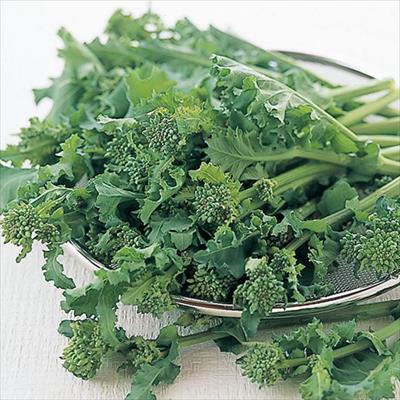 かき菜 さちうら