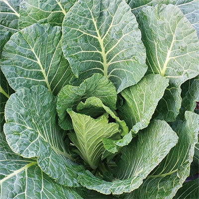 青汁ケール（コラード） エステEX