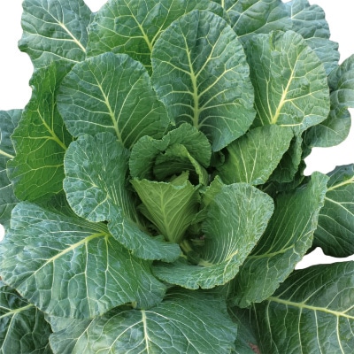 青汁ケール（コラード） エステEX