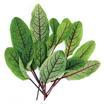 ベビーリーフ レッドソレル