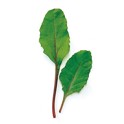 ベビーリーフ ビート（デトロイト）