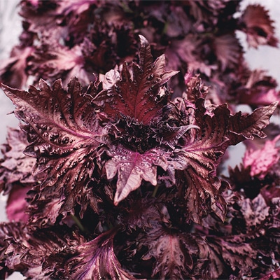 シソ 天神あかしそ