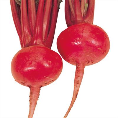 カブ 本紅丸かぶ