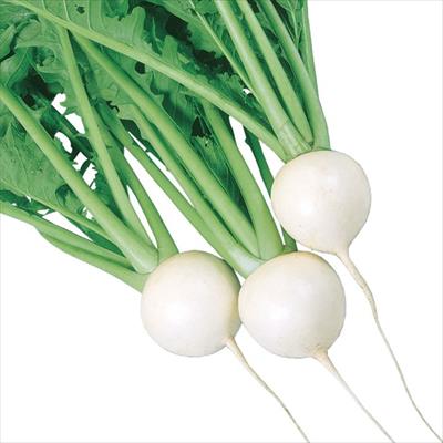 小カブ 金町小かぶ