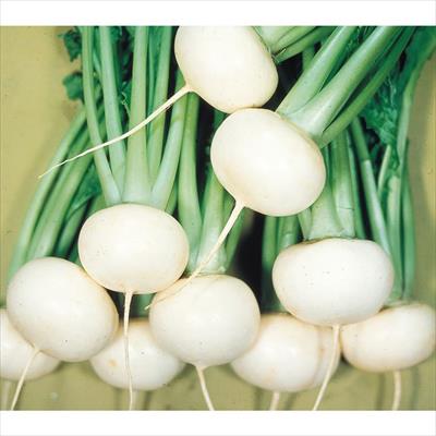 小カブ 四季まき小かぶ