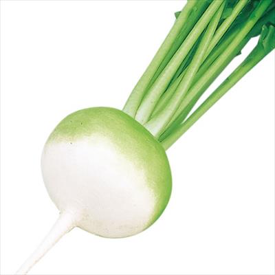 青首カブ 百万石
