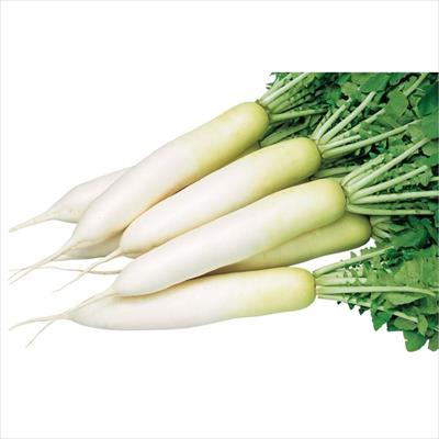 ダイコン 夏のきざし