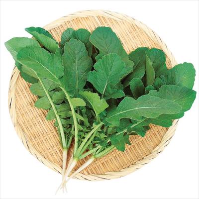 葉ダイコン 葉大臣