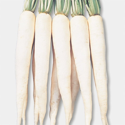 ダイコン 時なしダイコン