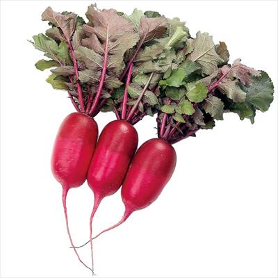 ミニダイコン 紅くるり