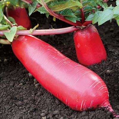 ミニダイコン 紅化粧(R)