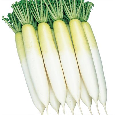 ダイコン 冬みね2号