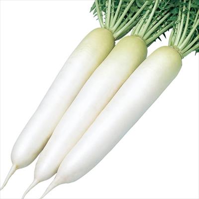 ダイコン 冬みねセブン