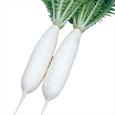 ダイコン 竜神三浦2号