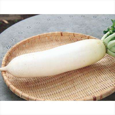 ダイコン 源助大根