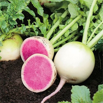 紅心ダイコン 天安紅心2号