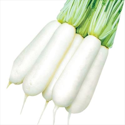 ダイコン 山田ねずみ大根