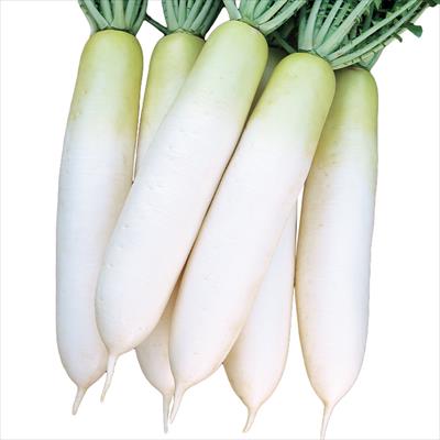 ダイコン 春の守